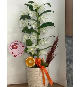 BAMBU ORKİDE ÖZEL SAKSIDA
